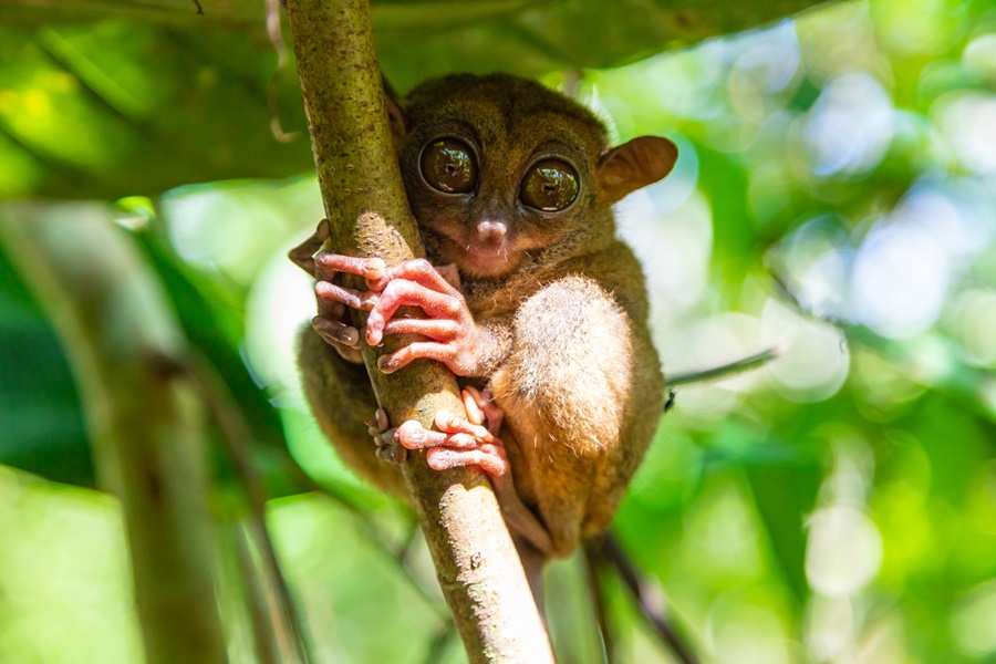 Philippines_Coron_Tarsier眼鏡猴_AFotolia_241430839.jpg