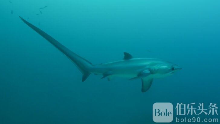 Thresher-Shark-malapascua-philippines-diving-Philippines-Things-to-do_-728x410.jpg