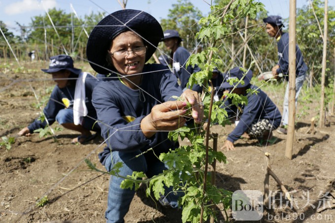 resilient-agricultural-livelihoods-philippines-114910_379.jpg