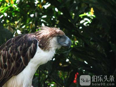 Sir_Arny(Philippine_Eagle).jpg