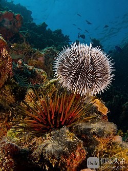 Tripneustes_ventricosus_(West_Indian_Sea_Egg-top)_and_Echinometra_viridis_(Reef_.jpg