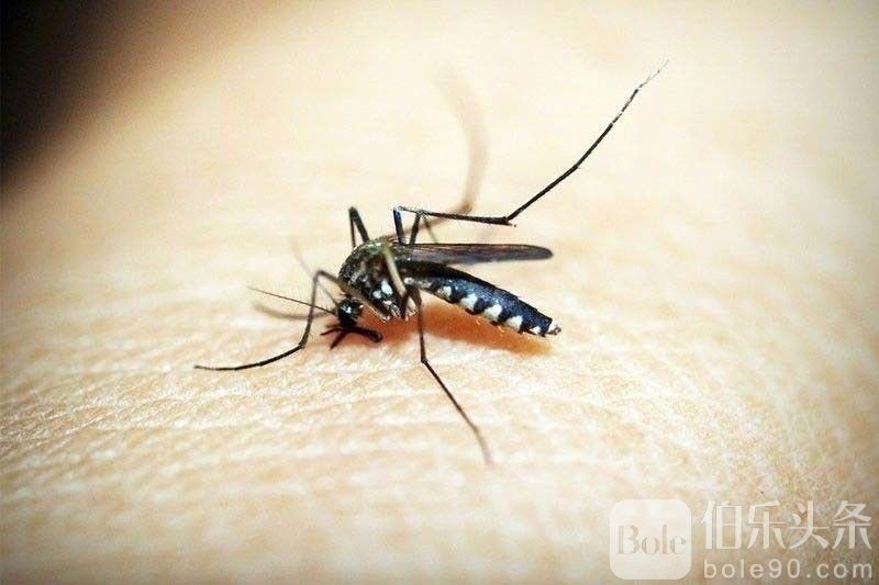 dengue_2024-06-26_22-50-50.jpg