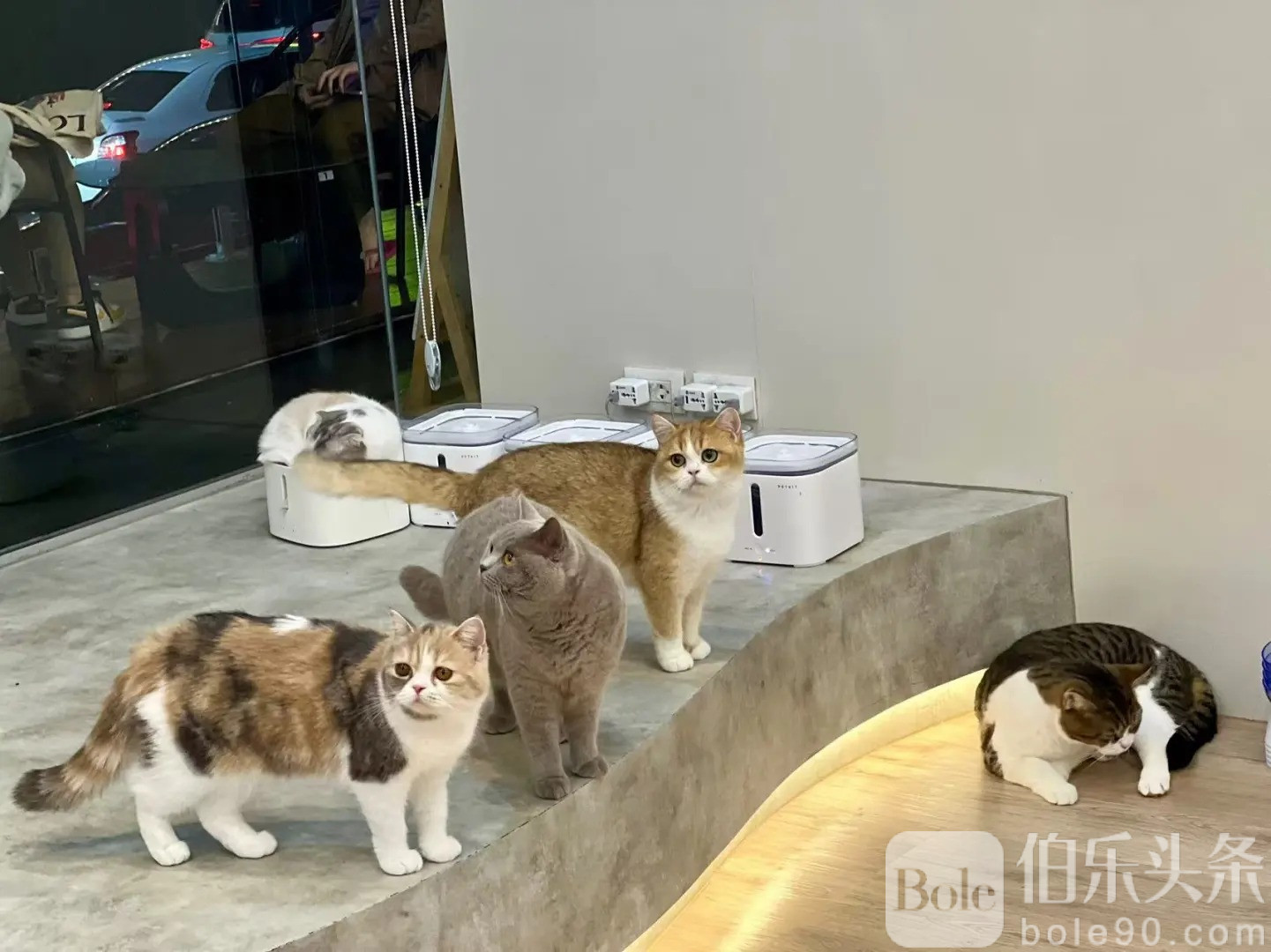 清迈｜易梦玲在猫咖_8_两顿不吃饿的咕咕叫_来自小红书网页版.jpg