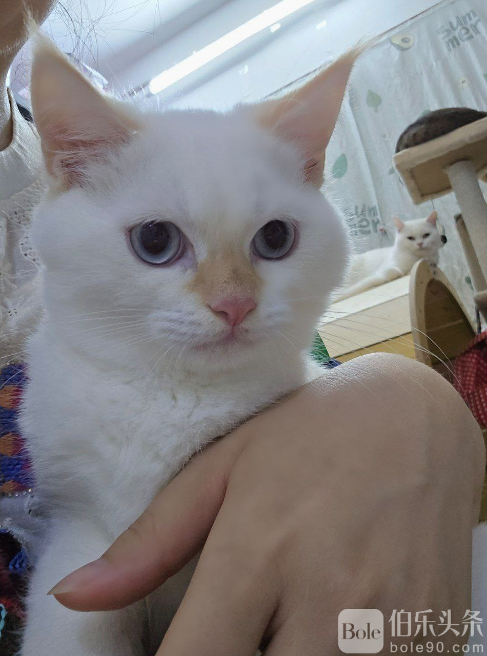 猫.jpg