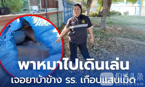 遛狗秒变大案！妇女路边发现蓝袋 打开竟是海量毒丸