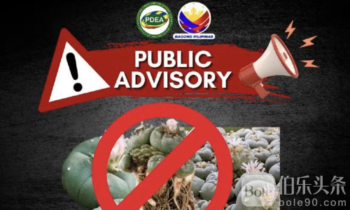 在菲华人注意：这种热门“网红植物”其实是危险致幻品！