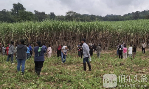 泰国甘蔗地惊现无头尸体！头竟被扔一公里外