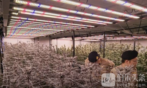 灰色资本操纵泰国大麻！游客还能参观吸毒，金主被抓现行