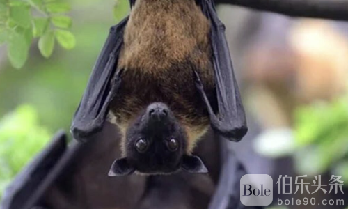 泰国首次证实蝙蝠携尼帕病毒！政府紧急升级入境筛查防爆发