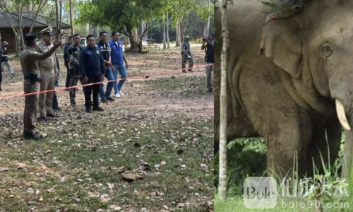 游客遭野象袭击身亡，泰国呵叻府紧急关闭露营区！