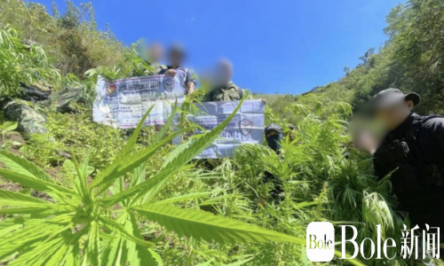 三处毒品农场被连根拔起！菲律宾警方铲除逾7万株大麻