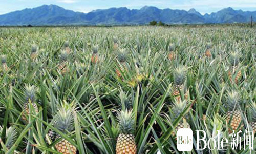 菲律宾2025出口量大增13.6%，中国仍是最大买家！