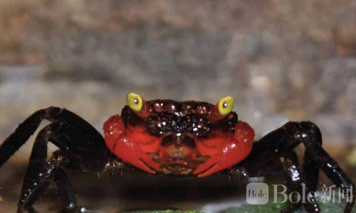 菲律宾美食网红误食“魔鬼蟹”离世 高温烹煮也无解