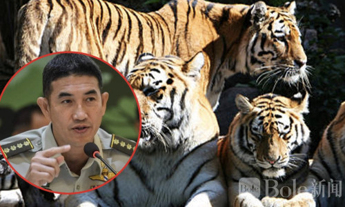 清迈虎园突发异常！70余只老虎死亡，泰国公园署紧急彻查