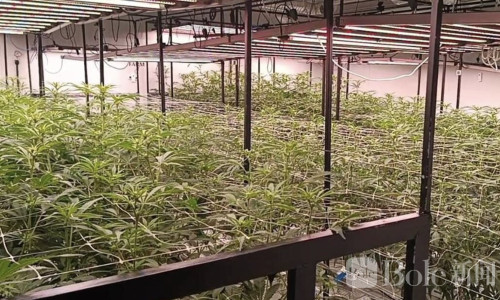 以色列男子在泰二度开办大麻提取厂 遭查获资产逾3百万！