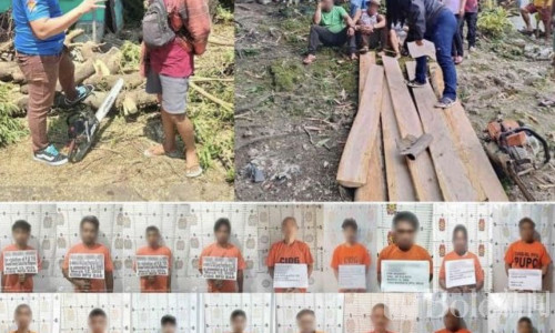 菲律宾围剿非法伐木！17人被捕，一名中国人涉案