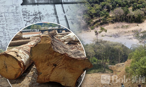 泰国伐木黑帮曝光，官员疑成保护伞通风报信掩罪行