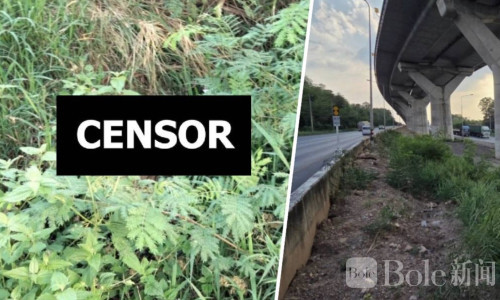 泰国M6枪击案惊现自尽！涉案女嫌疑人身亡