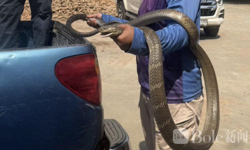 4.5米巨蛇闯入泰国办公室，镇长亲自出手抓捕！