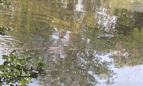 芭堤雅悲剧：80岁盲老人独居坠水惨遭野生动物袭击