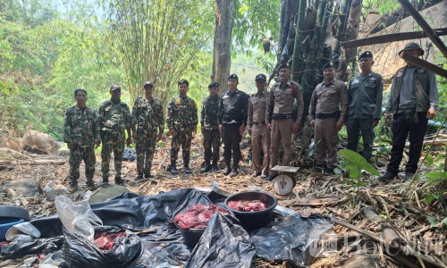 泰国黄金山护林抓获50岁女子，106公斤野鹿肉被缴