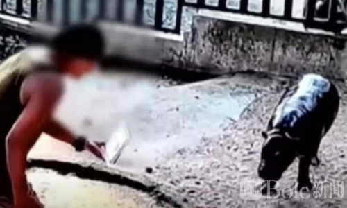 泰国男子闯入河马池塘拍照，被判罚款一万铢