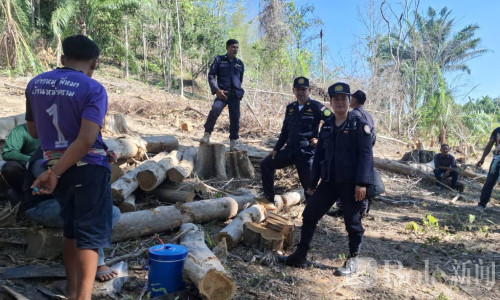 泰国春蓬查获特大盗伐案：50余株柚木被夷为平地