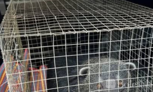 泰国废弃建筑惊现被铁链拴马来熊，警方紧急调查