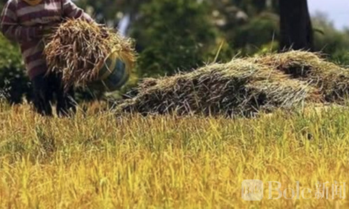 稻谷价格飙升！菲律宾官方出手最高收购价达30比索