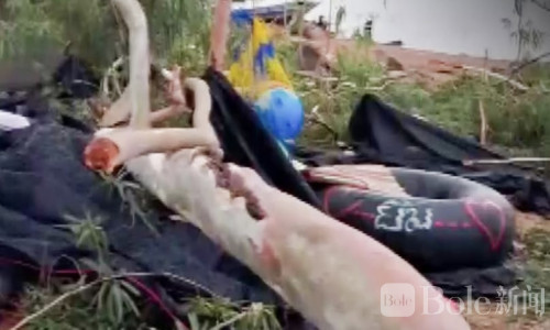 泰国武里南泼水节突发风暴，巨树倒塌压伤6人2人重伤