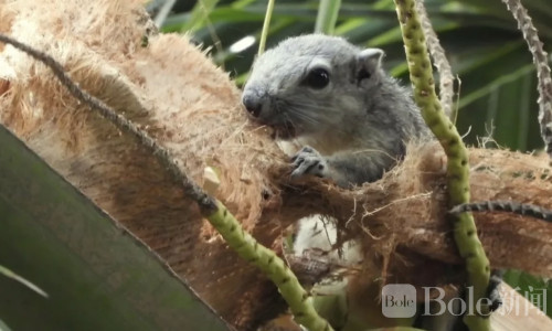 马尼拉公园频现神秘小动物，环境部门：它可能威胁生态
