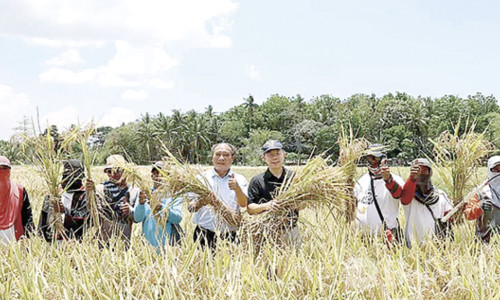 中国杂交水稻走进菲律宾田间地头，井泉大使实地调研
