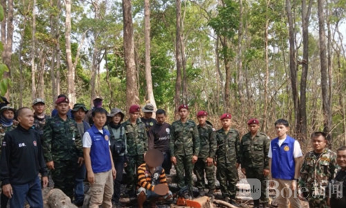 泰国南邦森林盗伐者涉嫌非法砍伐柚木，当场被捕