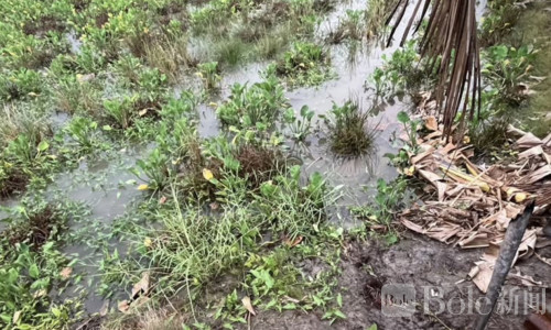 泰国黎府4岁男童溺亡，身现多处伤痕父母遭警方严查