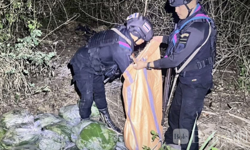 沙缴府边境突查110公斤卡痛叶，林地藏匿疑涉走私转运