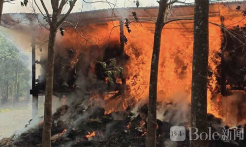 泰国帕尧府养殖棚突发大火，150余牲畜惨死损失严重