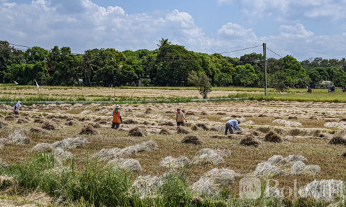 极端气候叠加全球动荡，菲律宾大米供应风险恐持续走高！