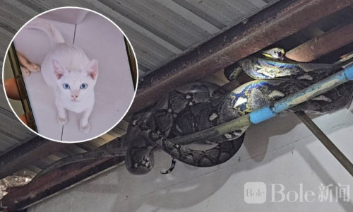 泰国沙拉武里民宅现3米巨蟒，吞猫后盘梁不动