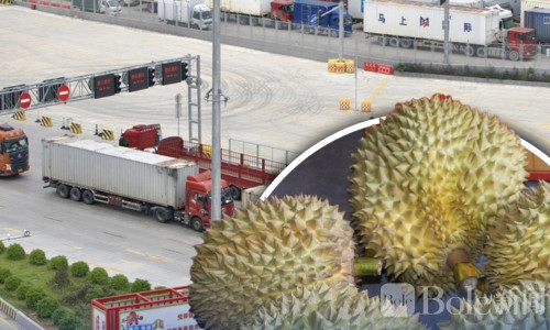 48小时直达30城！泰国榴莲靠中老铁路爆发式提速