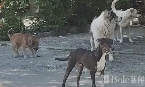 泰国呵叻发现染病流浪狗！狂犬病已扩散至3个地区