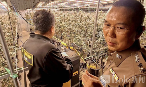 隐藏仓库变“大麻工厂”！曼谷警方逮捕7名越南籍嫌犯