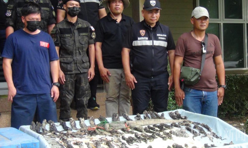 冰柜一打开吓坏警方！75只飞鼠+巨蜥尸体曝光