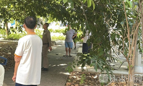 以为有人在暗中注视自己！泰国男子遛狗时意外发现树下吊尸