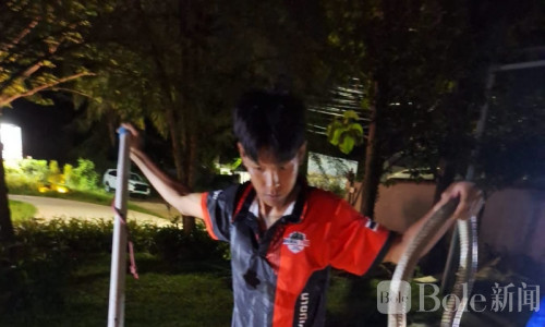 普吉海滩深夜惊魂！近3米眼镜王蛇突现沙滩