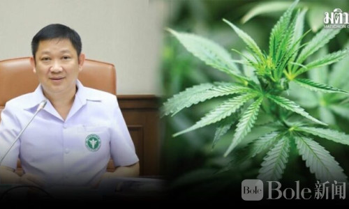 泰国大麻店新规曝光！违规可能直接被吊销执照