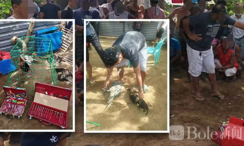 51人扎堆非法斗鸡，菲律宾两名村干部涉案被当场抓获！