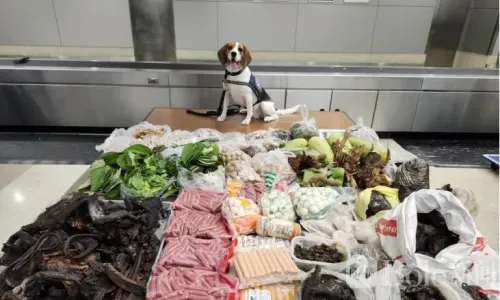 美国K9警犬立功！查获泰国行李藏22公斤肉类及动物