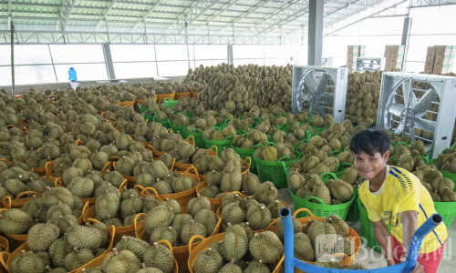 50吨柬埔寨榴莲直达中国！新通道仅需5天运输